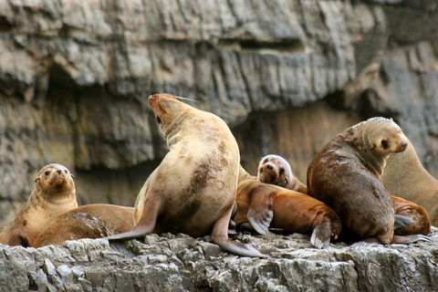 Full-Day Tasman Peninsula Tour From Hobart - Tourism Guide 22