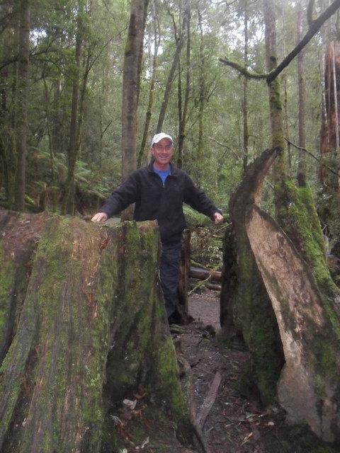 Mt Field National Park And Russell Falls From Hobart - Travel Agents 8