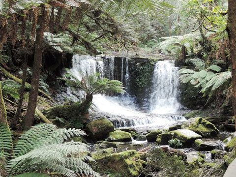 Mt Field National Park And Russell Falls From Hobart - Travel Agents 2