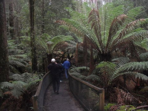 Mt Field National Park And Russell Falls From Hobart - Travel Agents 5