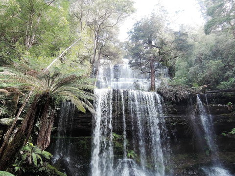 Mt Field National Park And Russell Falls From Hobart - Travel Agents 3