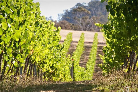 Wine At The Weekend Tour From Hobart - Tourism Guide 1