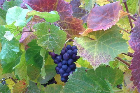Wine At The Weekend Tour From Hobart - Tourism Guide 0