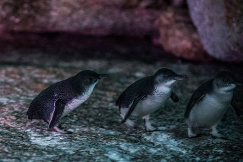 4-Day Tasmania East Coast Adventure From Launceston To Hobart Including Bay Of Fires, Wineglass Bay, Bruny Island And Port Arthu - Tourism Guide 3