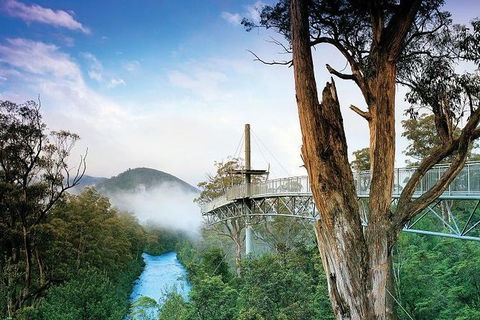 Cruise Ship Special From Hobart: Mt Wellington And Tahune AirWalk - Tourism Guide 2