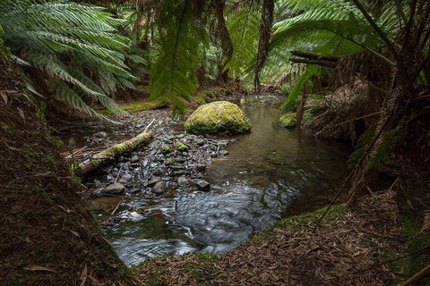 Mt Field National Park Premium Private Photo-oriented Day Tour From Hobart - Tourism Guide 1