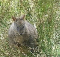 Leven Canyon Day Trip Including Wings Wildlife Park or Gunns Plains Caves from Devonport Ulverstone or Burnie - Tourism Guide