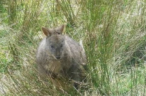 Leven Canyon Day Trip Including Wings Wildlife Park Or Gunns Plains Caves From Devonport, Ulverstone Or Burnie - Tourism Guide 0