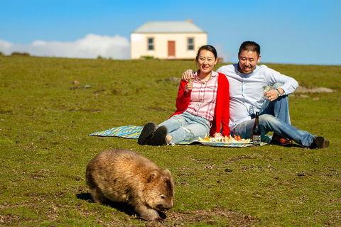 Wineglass Bay And Maria Island Wildlife Scenic Flight From Hobart - Tourism Guide 2