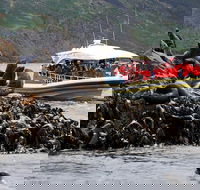 3-Hour Bruny Island Cruise from Adventure Bay - Tourism Guide