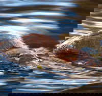 Wild-Platypus 2 hour wildlife tour - Tourism Guide