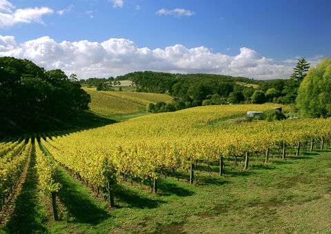 McLaren Vale And Glenelg Wine Tasting And Sightseeing (Half-day Afternoon) - Tourism Guide 3