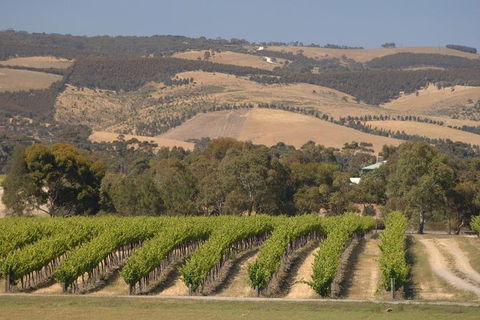 McLaren Vale And Glenelg Wine Tasting And Sightseeing (Half-day Afternoon) - Tourism Guide 9