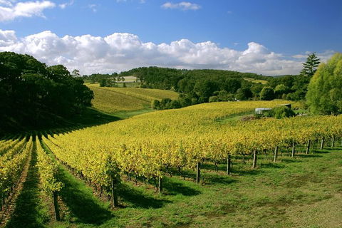 McLaren Vale And Glenelg Wine Tasting And Sightseeing (Half-day Afternoon) - Tourism Guide 6