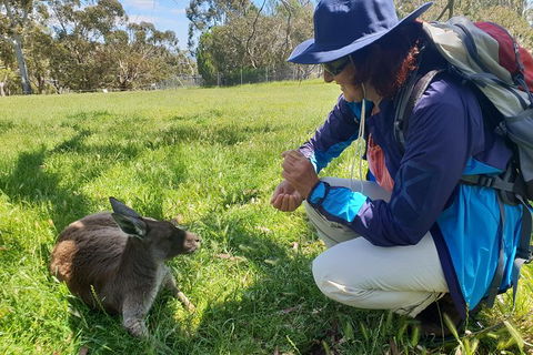 Mount Lofty Hike And Cleland Wildlife Park Day Trip From Adelaide - Tourism Guide 6