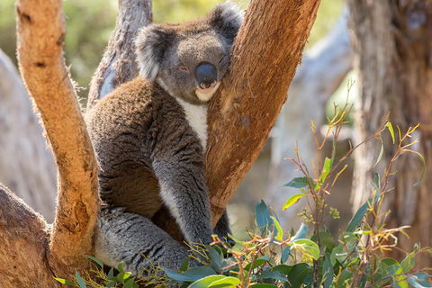 Mount Lofty Hike And Cleland Wildlife Park Day Trip From Adelaide - Tourism Guide 4