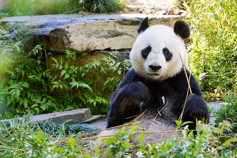 Adelaide Zoo Behind The Scenes Experience: Exclusive Giant Panda Experience - Tourism Guide 1