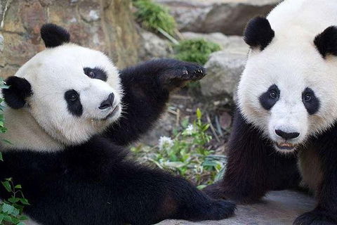Adelaide Zoo Behind The Scenes Experience: Exclusive Giant Panda Experience - Tourism Guide 0