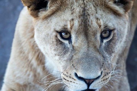 Lions At Bedtime And A Day At Monarto Safari Park - Tourism Guide 1