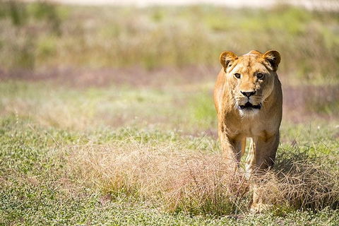 Lions At Bedtime And A Day At Monarto Safari Park - Tourism Guide 0