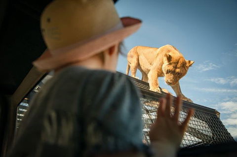 Lions 360 Experience And A Day At Monarto Safari Park - Tourism Guide 0