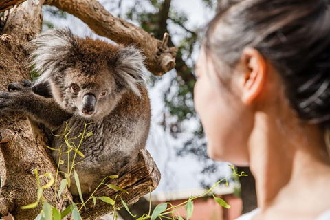 Adelaide Zoo Behind The Scenes Experience: Koala Encounter - Tourism Guide 0