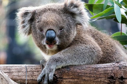 Adelaide Zoo Behind The Scenes Experience: Koala Encounter - Tourism Guide 1