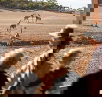 Monarto Safari Park General Admission Ticket - Tourism Guide