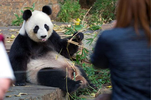 Adelaide Zoo Behind The Scenes Experience: Panda And Friends Tour - Tourism Guide 1