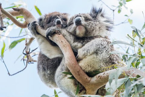 Adelaide To Melbourne 3-Day Trip Through Grampians And Great Ocean Road - Tourism Guide 1