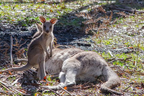 Adelaide To Melbourne 3-Day Trip Through Grampians And Great Ocean Road - Tourism Guide 5