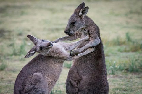Adelaide To Melbourne 3-Day Trip Through Grampians And Great Ocean Road - Tourism Guide 10