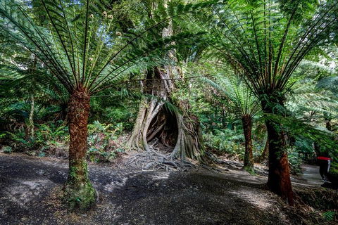 Adelaide To Melbourne 3-Day Trip Through Grampians And Great Ocean Road - Tourism Guide 4