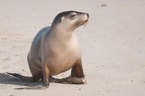 2-Day Kangaroo Island 4WD Small-Group Tour From Adelaide - Tourism Guide 0