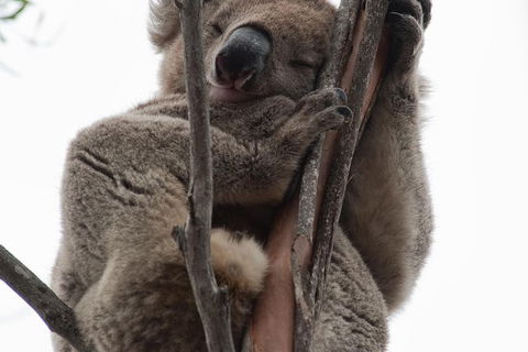 2-Day Kangaroo Island 4WD Small-Group Tour From Adelaide - Tourism Guide 1