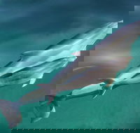 Dolphin Cruise from Adelaide with Optional Dolphin Swim - Tourism Guide