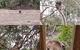 2-Day Kangaroo Island Adventure Tour From Adelaide - thumb 3