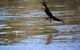 4 Knots Murray River Cruises Offer Morning And Afternoon Tea And Lunch Cruises - thumb 1