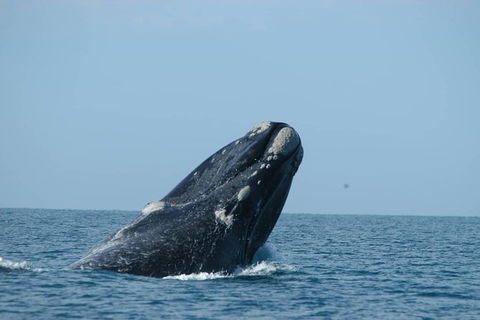3 Day Whale Watching Tour From Adelaide - Tourism Guide 5