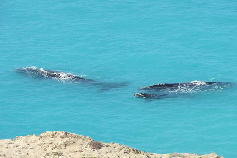 3 Day Whale Watching Tour From Adelaide - Tourism Guide 7