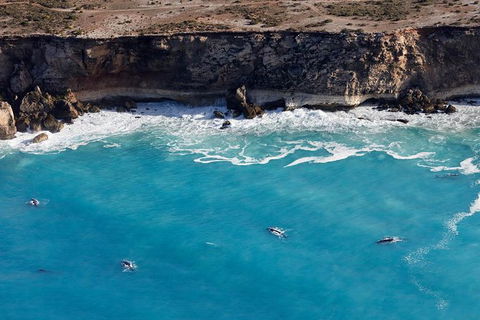 3 Day Whale Watching Tour From Adelaide - Tourism Guide 14