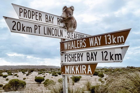 Private Port Lincoln Day Tour: Tasting Eyre - Tourism Guide 0