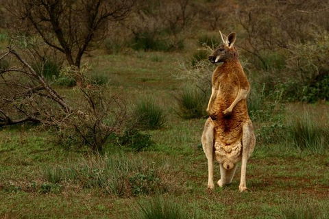 Flinders Ranges & Outback â€“ 3 Day Small Group Eco Safari - Tourism Guide 0