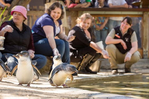 Adelaide Zoo Behind The Scenes Experience: Penguins In Person - Tourism Guide 0