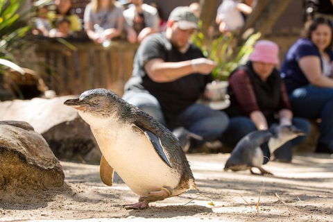 Adelaide Zoo Behind The Scenes Experience: Penguins In Person - Tourism Guide 1