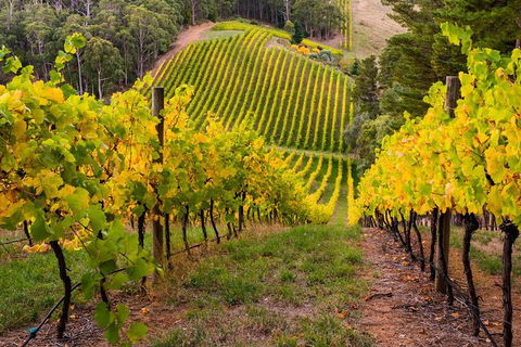Private Adelaide Hills Wine Region Tour - Tourism Guide 0