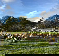 Alpaca Farm 2 hour Tour - Tourism Guide