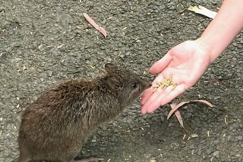 Food Tours Australia Cleland Wildlife Tour - Tourism Guide 0