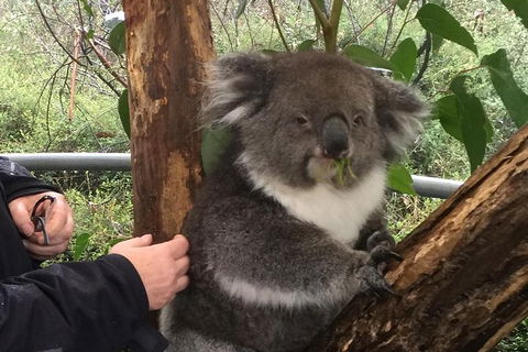 Food Tours Australia Cleland Wildlife Tour - Tourism Guide 1