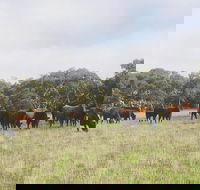 Waitpinga Farm Quad-Bike Tour - Tourism Guide